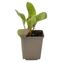 Paulmann Afstandsbediening Switch Bowl